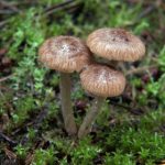 亚洲AV日韩AV欧美在线观看 i629b