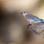 小说专区图片专区欧美亚洲 zl79og