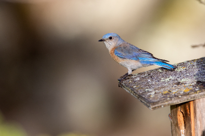 小说专区图片专区欧美亚洲