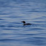 Yamaha ATV Side by Side:探索越野乐趣与驾驶体验的完美结合 37hl61g