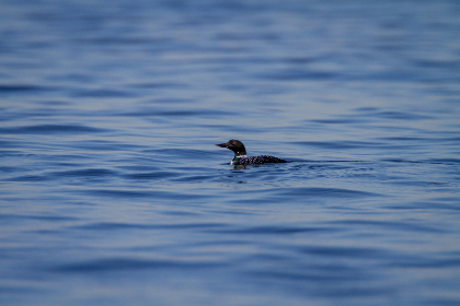 Yamaha ATV Side by Side:探索越野乐趣与驾驶体验的完美结合