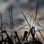 九妖漫画 漫画:探索九妖世界的奇幻冒险与精彩故事 4m48ym7a7