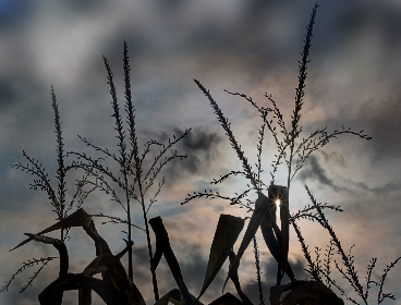 九妖漫画 漫画：探索九妖世界的奇幻冒险与精彩故事