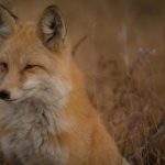 prontokcic:探索prontokcic在现代科技中的应用与发展趋势 5hjgs