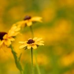 xxxo lyrics:探索这首歌背后的深意与情感表达 iul30boi