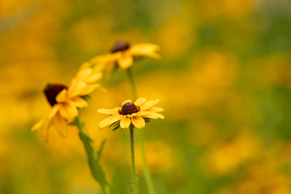 xxxo lyrics：探索这首歌背后的深意与情感表达