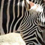 Yamaha 222SE Review:深入分析这款高性能船只的优缺点与使用体验 m0u0s